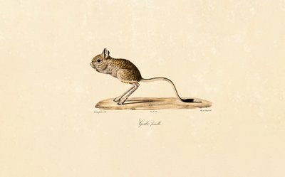 Egyptische Gerbil (Vrouwelijk) door Jacques Christophe Werner