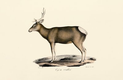 Eland - Mannelijk door Jacques Christophe Werner