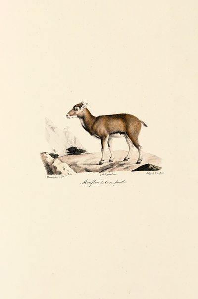 Vrouwelijke Corsicaanse Mouflon door Jacques Christophe Werner