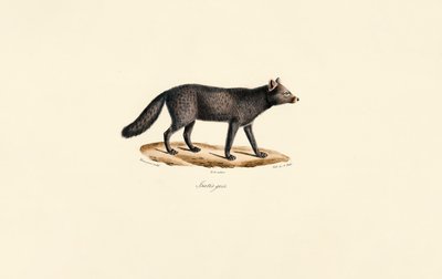Grey Meerkat door Jacques Christophe Werner