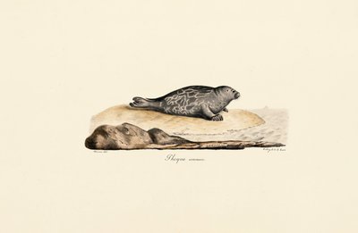 Gewone zeehond door Jacques Christophe Werner