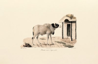 Langbenig Barbarijschaap door Jacques Christophe Werner