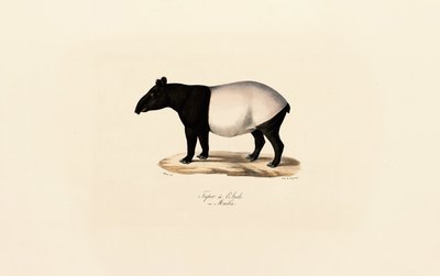 Maleise tapir door Jacques Christophe Werner