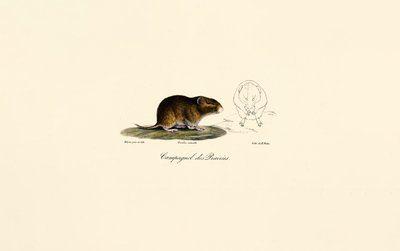 Prairiewoelmuis (Weidewoelmuis) door Jacques Christophe Werner