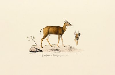 Pronghorn Antilope door Jacques Christophe Werner