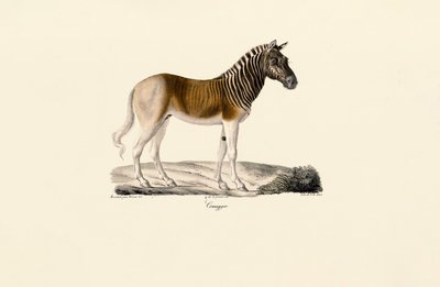 Quagga door Jacques Christophe Werner