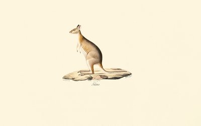 Roodnek Pademelon door Jacques Christophe Werner