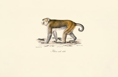 Rhesusaap (Macaca mulatta) door Jacques Christophe Werner