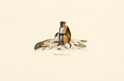Rhesusaap (Macaca mulatta) door Jacques Christophe Werner