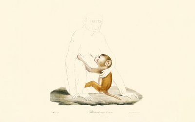 Rhesus makaak zuigeling door Jacques Christophe Werner