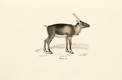 Siberisch muskushert (Moschus moschiferus) door Jacques Christophe Werner