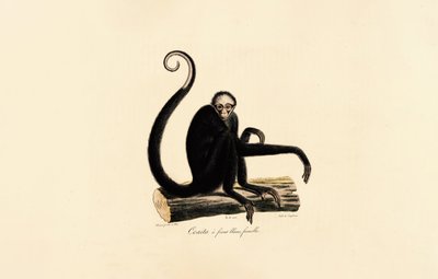 Witoorpenseelaap (vrouwtje) door Jacques Christophe Werner