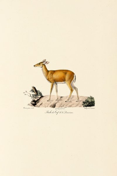 Witstaarthert Doe door Jacques Christophe Werner