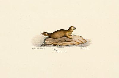 Jonge zeehond door Jacques Christophe Werner
