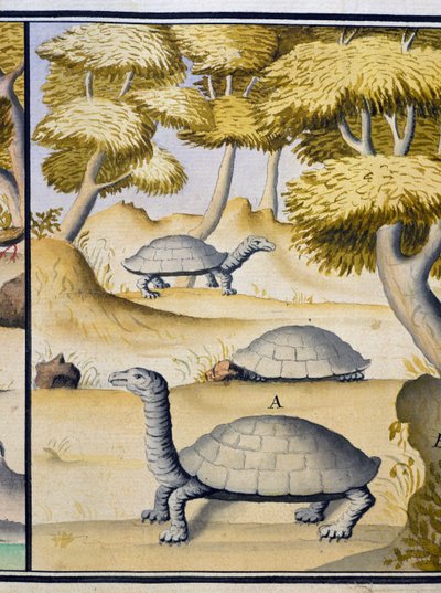 Schildpadden, aquarel uit logboek door Jacques Gouin de Beauchesne, kapitein van Compagnie royale de la Mer du Sud, van 1698 tot 1701, Frankrijk door Jacques Gouin de Beauchesne
