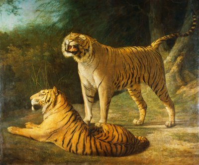 Een tijger en tijgerin in de Exeter 