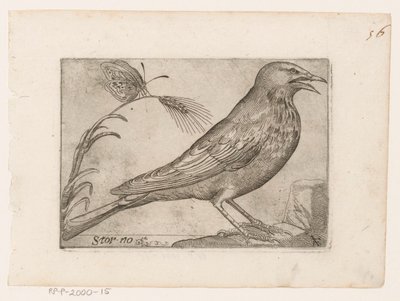 Spreeuw (Sturnus vulgaris) door Jacques de Fornazeris
