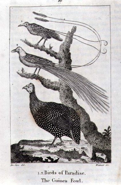 Paradijsvogels en een Parelhoen, uit 