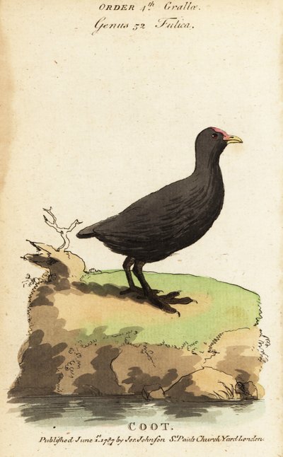 Meerkoet, Fulica atra door Jacques de Seve