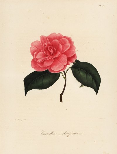 Camellia japonica variëteit, Camellia monfortiana door Jakob (after) Jung