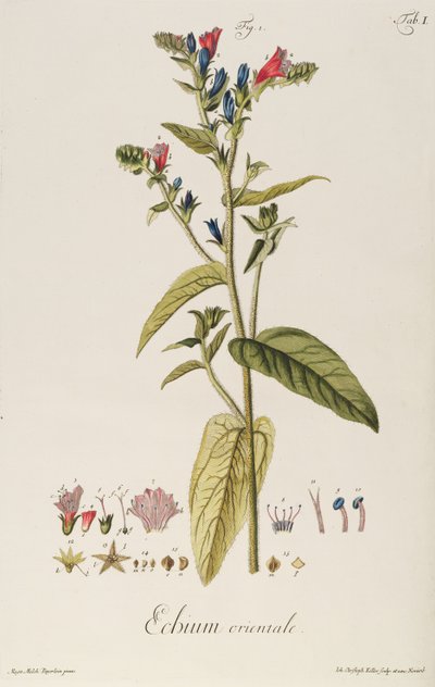 Echium: Orientale uit "Icones Plantarum", c.1763 door Jakob Christoph Keller