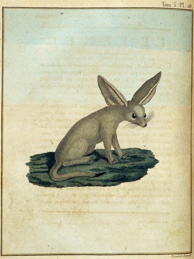 Fennek - in 