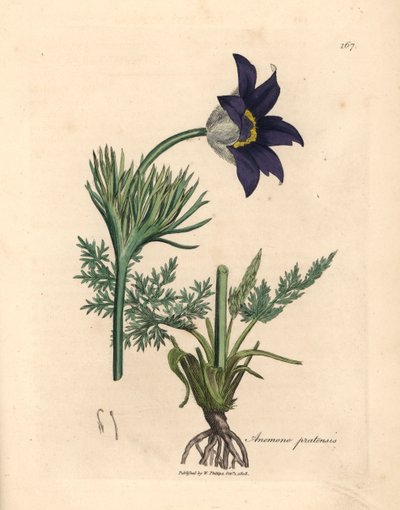 Blauwe bloeiende weideanemoon of paasbloem, Anemone pratensis, uit een botanische illustratie door James Sowerby uit William Woodville en Sir William Jackson Hooker