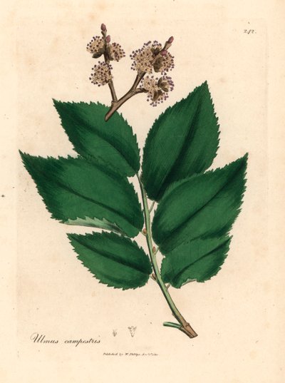 Gewone iep, Ulmus campestris, uit een botanische illustratie door James Sowerby uit William Woodville en Sir William Jackson Hooker