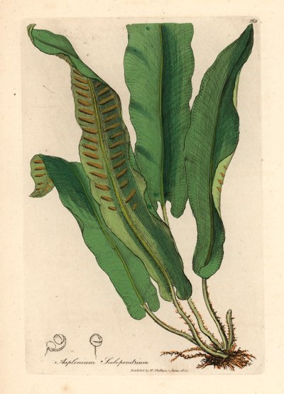 Hertentongvaren, Asplenium scolopendrium, uit een botanische illustratie door James Sowerby uit William Woodville en Sir William Jackson Hooker