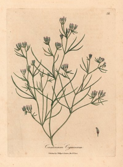 Roze bloemige komijn, Cuminum cyminum, uit een botanische illustratie van James Sowerby uit William Woodville en Sir William Jackson Hooker