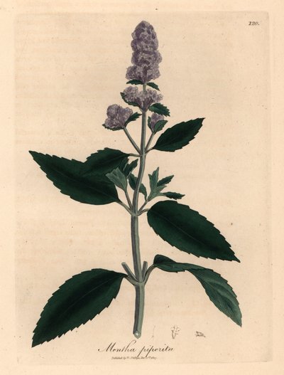 Paarse bloeiende pepermunt, Mentha piperita, uit een botanische illustratie van James Sowerby uit William Woodville en Sir William Jackson Hooker