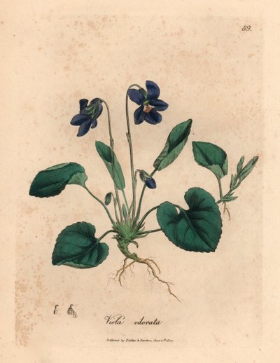 Paars bloeiende geurige viooltje, Viola odorata, uit een botanische illustratie door James Sowerby uit William Woodville en Sir William Jackson Hooker