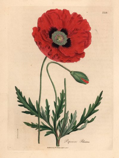 Rode klaproos, Papaver rhoeas, uit een botanische illustratie van James Sowerby uit William Woodville en Sir William Jackson Hooker