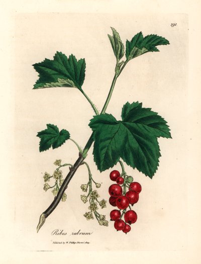 Rode bes, Ribes rubrum, uit een botanische illustratie van James Sowerby uit William Woodville en Sir William Jackson Hooker