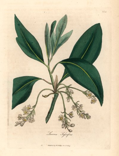 Sassafrasboom, Laurus sassafras, uit een botanische illustratie door James Sowerby uit William Woodville en Sir William Jackson Hooker