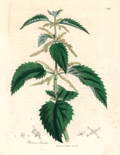 Brandnetel, Urtica dioica, uit een botanische illustratie door James Sowerby uit William Woodville en Sir William Jackson Hooker