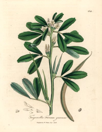 Witte bloeiende fenegriek met zaadpeul, Trigonella foenum graecum, uit een botanische illustratie door James Sowerby uit William Woodville en Sir William Jackson Hooker