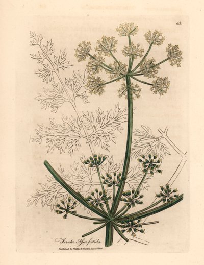Witte bloeiende gigantische venkel of asafetida, Ferula assafoetida, uit een botanische illustratie door James Sowerby uit William Woodville en Sir William Jackson Hooker
