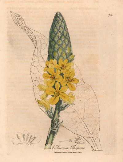 Gele bloeiende grote breedbladige toorts, Verbascum thapsus, uit een botanische illustratie door James Sowerby uit William Woodville en Sir William Jackson Hooker