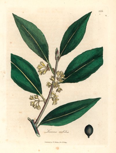 Zoete laurier met gele bloemen, Laurus nobilis, uit een botanische illustratie door James Sowerby uit William Woodville en Sir William Jackson Hooker