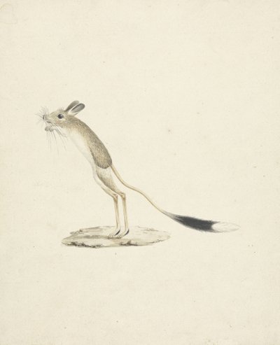 Jerboa nr. 4 door James 1730 94 Bruce