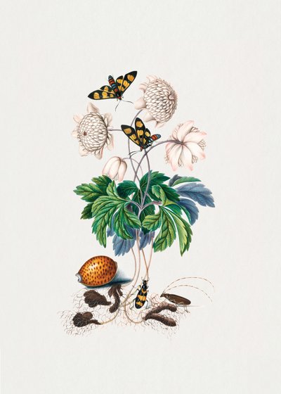 Ras met dubbele bloemen door James Bolton