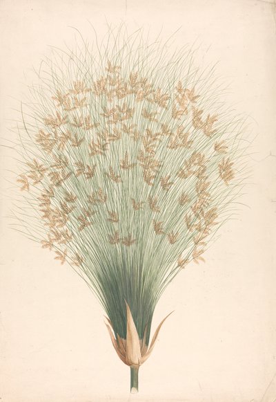 Cyperus papyrus L. (Papyrusriet): afgewerkte tekening van bloeiwijze door James Bruce
