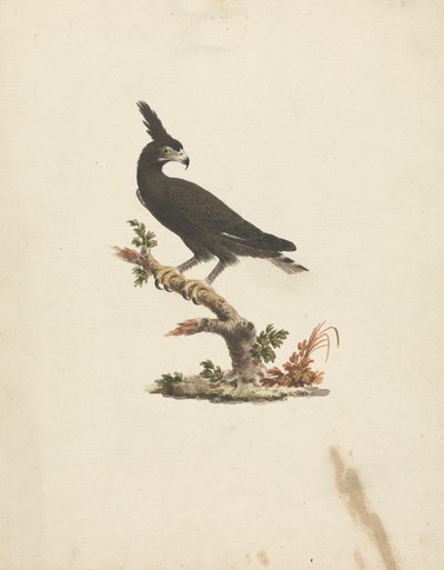 Lophaetus occipitalis (Langkuifarend) door James Bruce