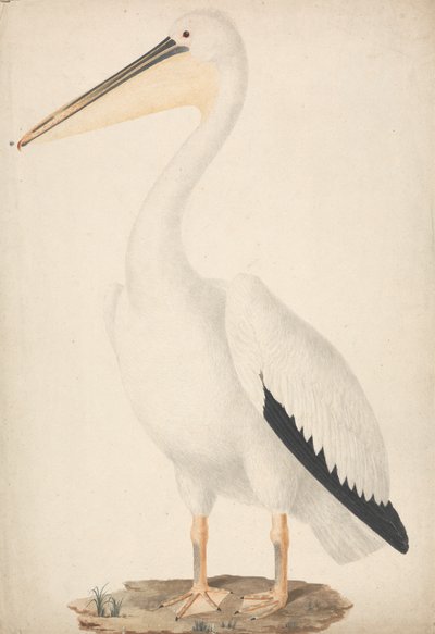 Pelecanus onocrotalus (Grote witte pelikaan) door James Bruce