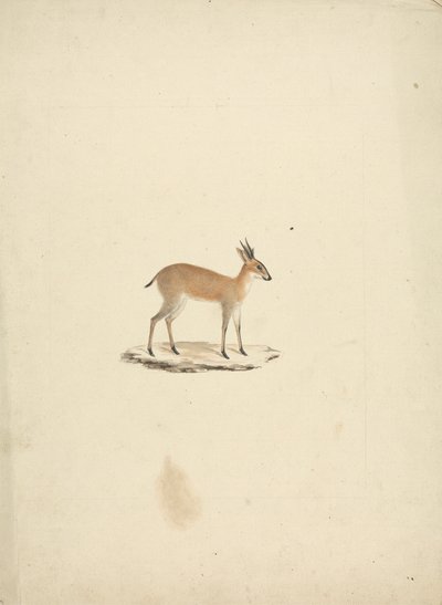 Ongeïdentificeerde madogua (Dik-dik) door James Bruce
