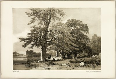 Beuk, uit Het Park en het Bos door James Duffield Harding