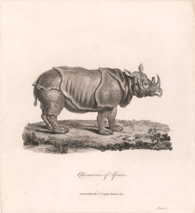 Neushoorn van Afrika door James Heath