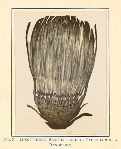 [Zicht op paardenbloemplant - Lengtedoorsnede]. door James Hornell