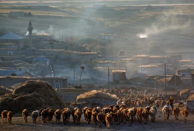 Een grote kudde vee trekt door een stoffig plattelandsdorp. Enrentepe, Turkije. door James L Stanfield